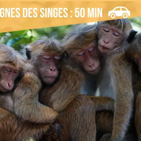 Cathyvoyages - Ciel Etoile - Bord De - Parking Gratuit - Videoprojecteur - Lit Rond - La Paillote Strasbourgeoise דירה